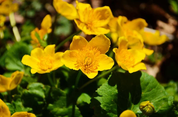 Caltha Palustris Kingcup Yellow Flower Perennial Herbaceous Plant Buttercup Family — Stock Photo, Image