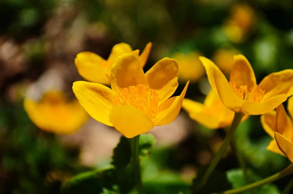 트리스 Caltha Palustris 컵노란 Kingcup Yellow Flower 미나리아재비 속하는 다년생 — 스톡 사진