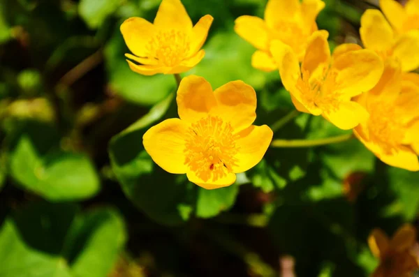 Caltha Palustris Fiore Giallo Kingcup Pianta Erbacea Perenne Della Famiglia — Foto Stock