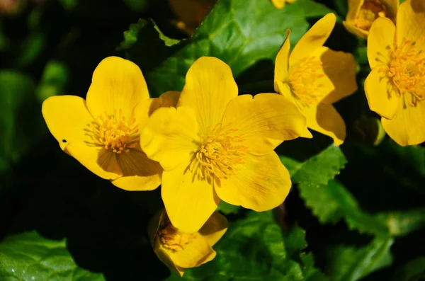 Caltha Palustris Fiore Giallo Kingcup Pianta Erbacea Perenne Della Famiglia — Foto Stock