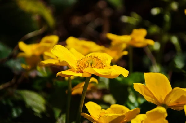 Caltha Palustris Kingcup Fleur Jaune Plante Herbacée Vivace Famille Des — Photo