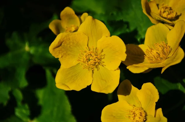 트리스 Caltha Palustris 컵노란 Kingcup Yellow Flower 미나리아재비 속하는 다년생 — 스톡 사진