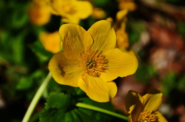 Caltha Palustris Flor Amarela Copo Real Planta Herbácea Perene Família — Fotografia de Stock