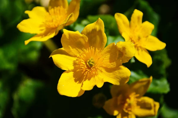 트리스 Caltha Palustris 컵노란 Kingcup Yellow Flower 미나리아재비 속하는 다년생 — 스톡 사진