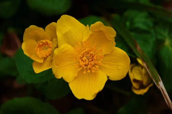 트리스 Caltha Palustris 컵노란 Kingcup Yellow Flower 미나리아재비 속하는 다년생 — 스톡 사진