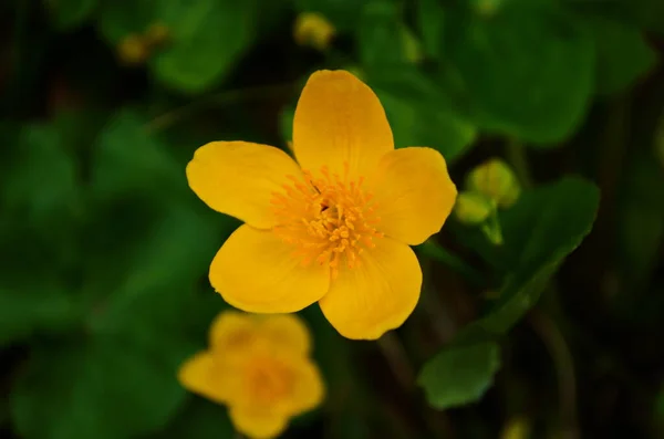 Caltha Palustris Fiore Giallo Kingcup Pianta Erbacea Perenne Della Famiglia — Foto Stock