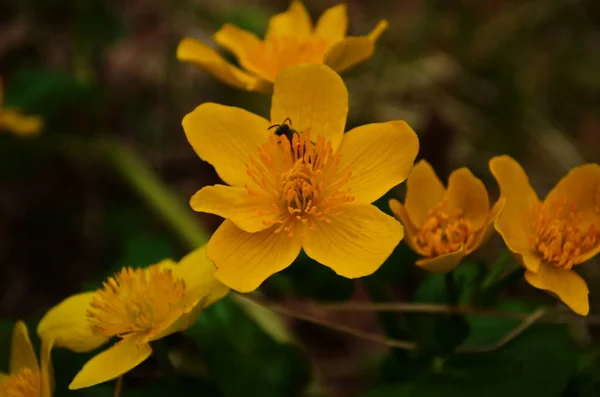 Caltha Palustris Eller Kingcup Gul Blomma Perenn Örtartad Växt Smörblomma — Stockfoto