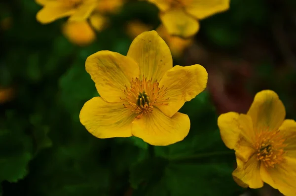 Caltha Palustris Kingcup Κίτρινο Λουλούδι Πολυετές Ποώδες Φυτό Της Οικογένειας — Φωτογραφία Αρχείου