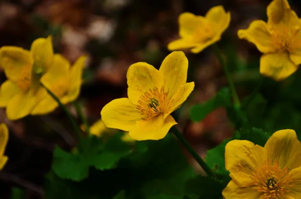 트리스 Caltha Palustris 컵노란 Kingcup Yellow Flower 미나리아재비 속하는 다년생 — 스톡 사진