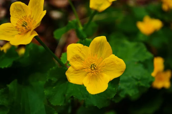 트리스 Caltha Palustris 컵노란 Kingcup Yellow Flower 미나리아재비 속하는 다년생 — 스톡 사진