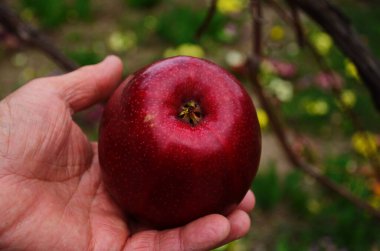 Organik meyve ve sebze. Çiftçilerin elleri taze toplanmış elmalarla.