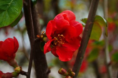 Henomelerin kırmızı çiçekleri, bahar arkaplanı yakın.