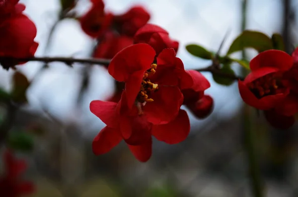 Rode Bloemen Van Henomeles Lente Achtergrond Close — Stockfoto