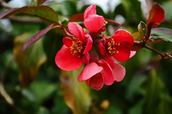 Flores Vermelhas Henomeles Fundo Primavera Close — Fotografia de Stock