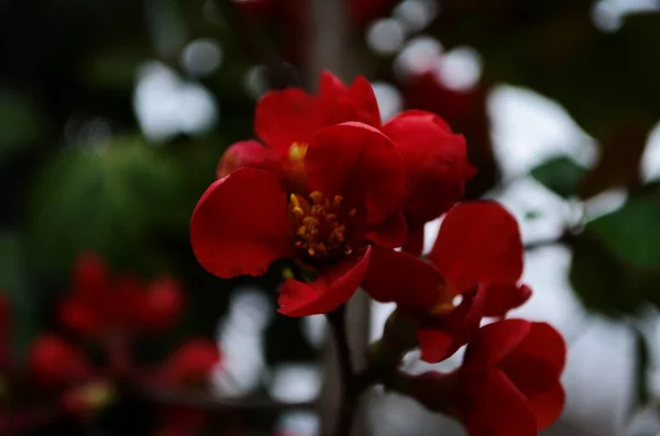 Röda Blommor Henomeles Våren Bakgrund Närbild — Stockfoto
