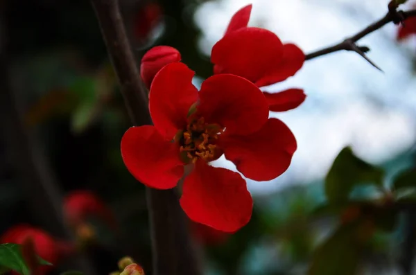 Flores Rojas Henomeles Fondo Primavera Cerca —  Fotos de Stock