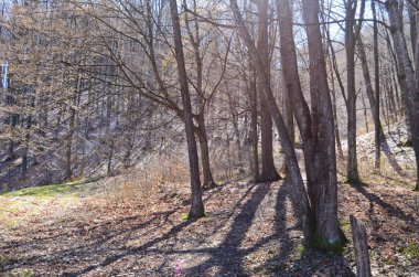 bahar ormanı, ağaçların yapraksız olduğu yer.