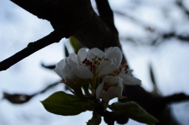 Armutun çiçekli dalı. Çiçekli bahar bahçesi. Çiçekler yakın planda. Bahar başlarında armut çiçeği.