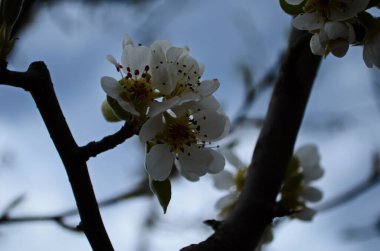 Armutun çiçekli dalı. Çiçekli bahar bahçesi. Çiçekler yakın planda. Bahar başlarında armut çiçeği.