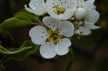 Armutun çiçekli dalı. Çiçekli bahar bahçesi. Çiçekler yakın planda. Bahar başlarında armut çiçeği.
