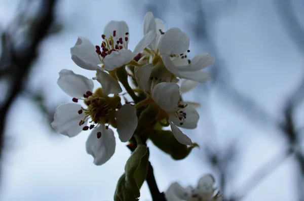 梨花的分枝 百花齐放的春天花园 花梨子特写 早春梨花 — 图库照片