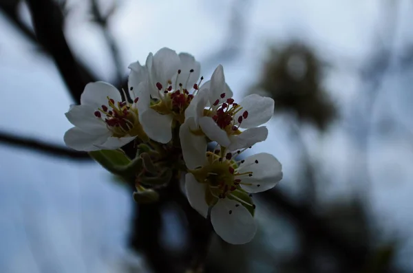 梨の開花枝 春の庭が咲く 花は密着します 早春の梨花 — ストック写真