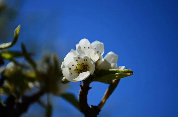 Ανθισμένο Κλαδί Αχλαδιού Ανθισμένο Ανοιξιάτικο Κήπο Λουλούδια Αχλάδι Από Κοντά — Φωτογραφία Αρχείου