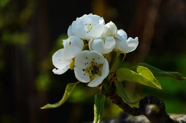 Rama Floreciente Pera Floreciente Jardín Primavera Flores Pera Primer Plano — Foto de Stock
