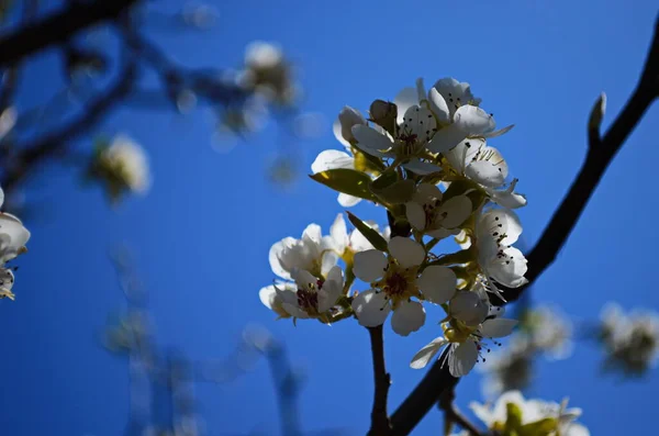 梨花的分枝 百花齐放的春天花园 花梨子特写 早春梨花 — 图库照片