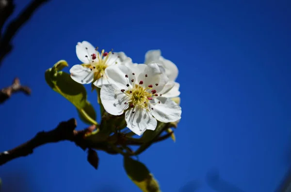 Kwitnąca Gałąź Gruszki Kwitnący Wiosenny Ogród Kwiaty Gruszki Bliska Gruszka — Zdjęcie stockowe