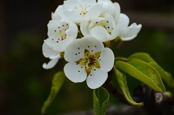 Ramo Fiorito Pera Giardino Primaverile Fiorito Fiori Pera Primo Piano — Foto Stock