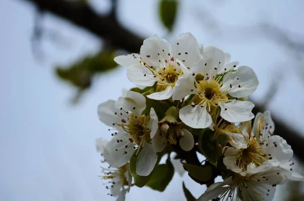 Kwitnąca Gałąź Gruszki Kwitnący Wiosenny Ogród Kwiaty Gruszki Bliska Gruszka — Zdjęcie stockowe