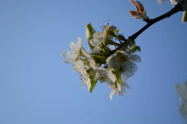Kvetoucí Větev Hrušky Kvetoucí Jarní Zahrada Květiny Hrušky Zblízka Hruška — Stock fotografie