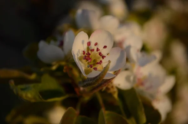 Bloeiende Tak Van Peer Bloeiende Lentetuin Bloemen Van Dichtbij Angst — Stockfoto