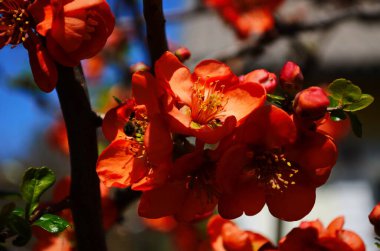 Parlak kırmızı Henomelar İlkbaharda açan çiçekler