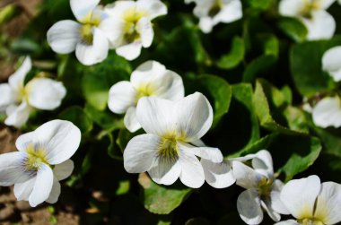 Menekşe çiçeğinin Macro fotoğrafı. Beyaz yapraklı, çiçek açan menekşe rengi. Violet çim ve bitkilerin olduğu bir düzlükte yetişiyor.