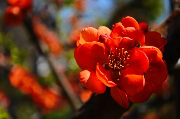 Henomeles Rojos Brillantes Floreciendo Flores Primavera —  Fotos de Stock