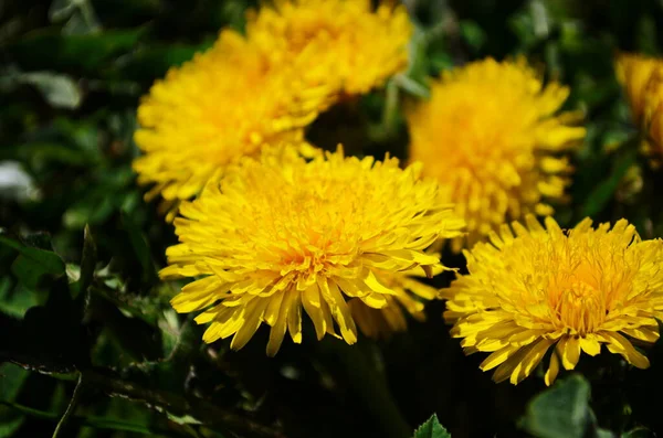 Dientes León Amarillos Flores Brillantes Dientes León Sobre Fondo Verdes — Foto de Stock