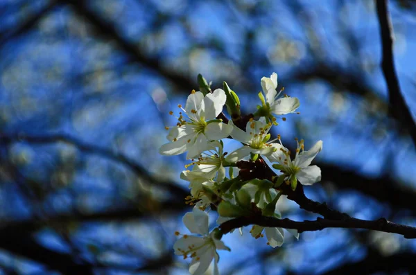 李花盛开 开着花的李树分枝 开着白色的大花 美丽的自然季节背景 梅树的花朵 — 图库照片