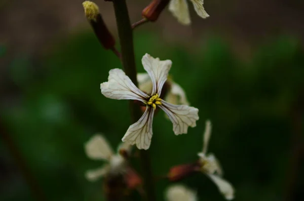 Flor Alface Arugula Fundo Natural Foco Seletivo — Fotografia de Stock