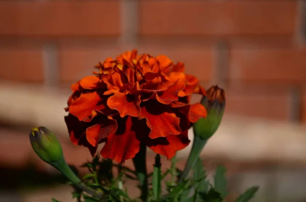 Marygold Bloem Closeup Tuin — Stockfoto