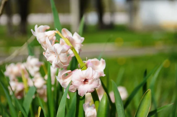 Предпосылки Контекст Hyacinth Flowering Forest Макро Фиолетового Гиацинтового Цветочного Луга — стоковое фото