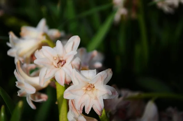 Arka Plandaki Sümbül Ormanda Çiçek Açıyor Mor Sümbül Çiçeği Çayırı — Stok fotoğraf