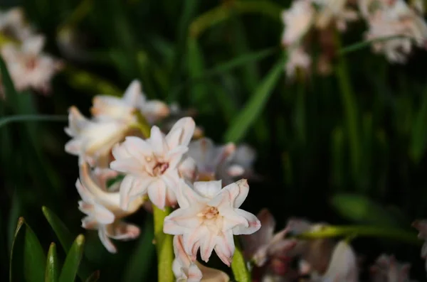 Arrière Plan Jacinthe Fleurissant Dans Forêt Macro Prairie Fleurs Jacinthe — Photo
