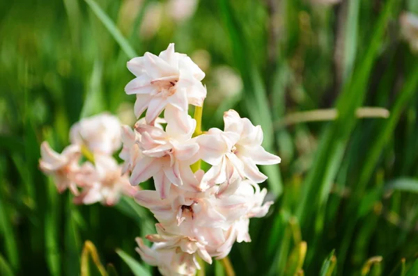 Предпосылки Контекст Hyacinth Flowering Forest Макро Фиолетового Гиацинтового Цветочного Луга — стоковое фото