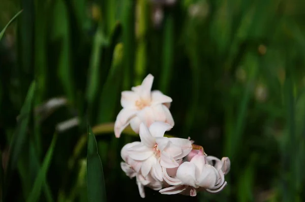 Pozadí Hyacinth Kvetoucí Lese Makro Purpurové Hyacintové Květinové Louky Jedna — Stock fotografie