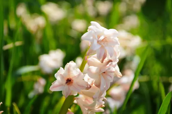 Предпосылки Контекст Hyacinth Flowering Forest Макро Фиолетового Гиацинтового Цветочного Луга — стоковое фото