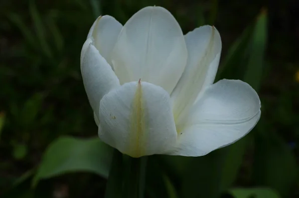 Weiße Tulpenblume Blüht Auf Dem Hintergrund Verschwommener Roter Tulpenblüten — Stockfoto