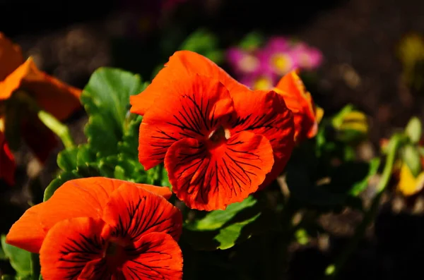 Primer Plano Colorida Flor Del Pensamiento Pensamiento Del Jardín Tipo —  Fotos de Stock