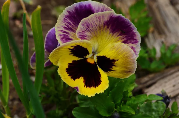 カラフルなパンジーの花の閉鎖 庭のパンジーは庭の花として栽培された大きな花のハイブリッド植物の一種です この画像はぼやけているか選択的な焦点 — ストック写真